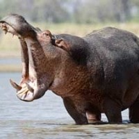 Kudanil Mamalia Besar yang Menggemaskan