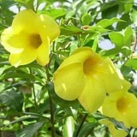 Bunga Alamada