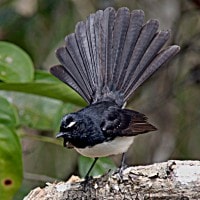 Baikole atau Kipasan kebun