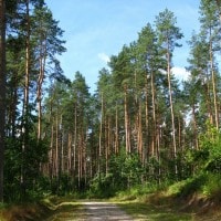 Pinus atau Tusam