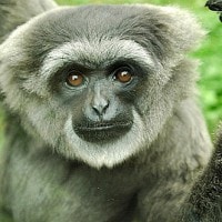 Owa jawa