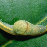 ibycus rachelae (photo koomen)