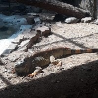 Iguana Merah