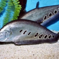 Ikan Lopis, Ikan Belida