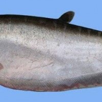 Ikan Belida