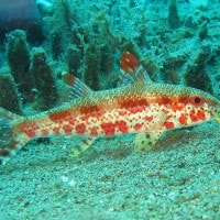 ikan biji nagka