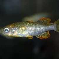 Ikan bonti-bonti