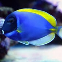 Ikan Botana Biru