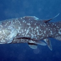 Ikan Coelacanth