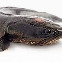 ikan gabus