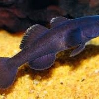 Ikan Gobi Sarasin