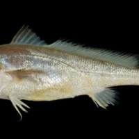 Ikan Gulamah atau Tigawaja