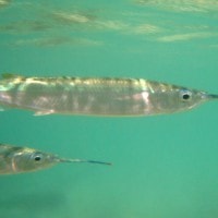ikan julung – julung