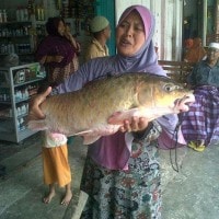 Ikan Jurung, Ikan Btaka, Semah, kancra. sapan