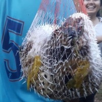 Ikan Kembung Hasil Tangkapan Warga