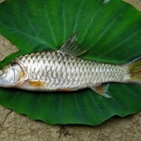 ikan kerling(ikan jurung)