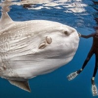 ikan mola- mola penhuni nusa panida, bali