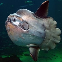 ikan mola- mola