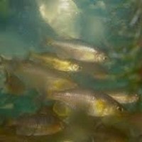 Ikan Opudi