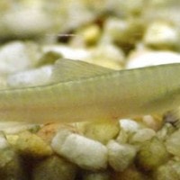 ikan pasir