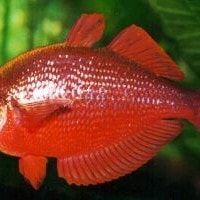 Ikan Pelangi merah