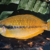 Ikan Pelangi Yakati
