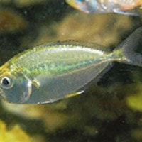 ikan peperek bondolan