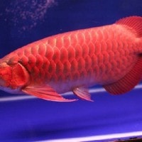 Ikan Siluk Merah / Arwana Asia