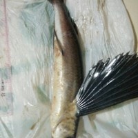 Ikan Terbang