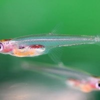 Paedocypris progenetica sebagai ikan terkecil dunia