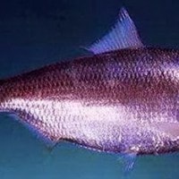 ikan terubuk