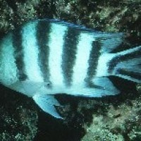 Scissortail sergeant (Ikan habitat Karang)