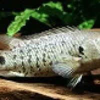Ikan Betok