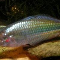 Ikan Bulalao