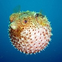 Ikan Buntal / Bukum (Aceh)