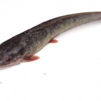 Ikan Lele