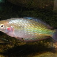 Ikan Bulalao