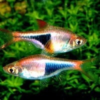 ikan halequin