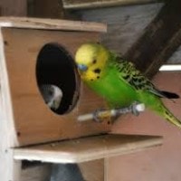 burung parkit
