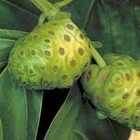 Mengkudu, Keumudee (Aceh)