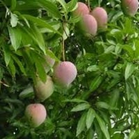 Mangga kasturi