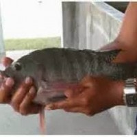 Ikan mujair (Oreochromis mossambicus)