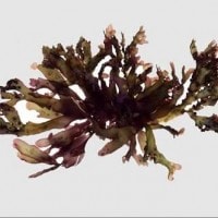 Gracilaria spinulosa