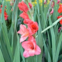 Gladiol