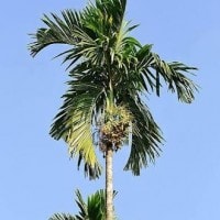 Pinang