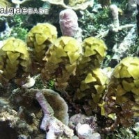 Turbinaria deccurens