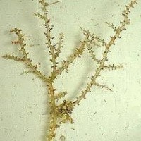 Achantophora muscoides