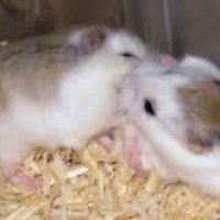 hamster kerdil (Cricetulus barabensis)