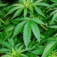 Ganja