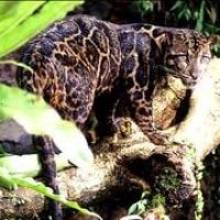 Macan Dahan